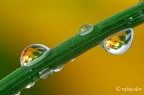 Piccole trappole per il colore Piccole trappole per il colore
