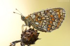 Melitea Melitea