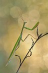 Mantis Religiosa