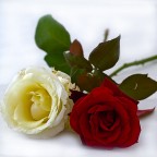 Rose Rose