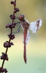 Sympetrum Pedemontanum Swarovski