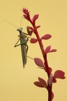Mantis religiosa Mantis religiosa