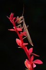 Mantis religiosa Mantis religiosa