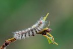 Orgyia Antiqua Orgyia Antiqua