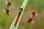 Sympetrum pedemontanum (maschio) Sympetrum pedemontanum (maschio)