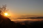 alba alba