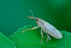 Lixus pulverulentus Lixus pulverulentus
