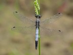 libellula libellula
