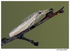 Minuscola Falena Minuscola Falena