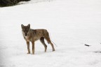 lupo in valsavaranche (G. Paradiso)