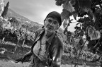 la vendemmia la vendemmia