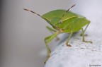 Ancora cimice molto vicina Ancora cimice molto vicina