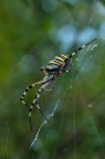 profilo di argiope profilo di argiope