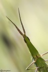 Acrida hungarica Acrida hungarica