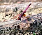 libellula libellula