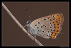 ...Lycaenidae Thersamon... ...Lycaenidae Thersamon...