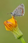 Polyommatus Icarus Polyommatus Icarus