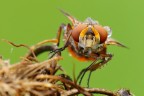 Ectophasia Crassipennis Ectophasia Crassipennis