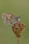 Coenonypha pamphilus. Coenonypha pamphilus.