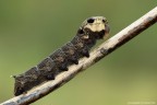 Deilephila porcellus Deilephila porcellus