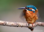 Martin pescatore comune maschio(Alcedo atthis) - scrollatina