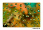 Autumn drops Autumn drops