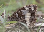 Brintesia Circe e tanta sofferenza Brintesia Circe e tanta sofferenza