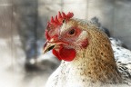 La gallina La gallina