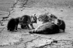 Gatti Gatti