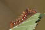 Mi mangio la foglia cosi divento grande Mi mangio la foglia cosi divento grande