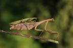 mantide accopiata mantide accopiata
