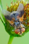 Ectophasia Crassipennis Ectophasia Crassipennis