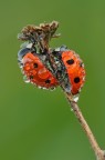 Coccinella Septempunctata Coccinella Septempunctata