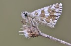 pyrgus armoricanus . pyrgus armoricanus .