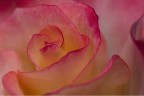 Rosa, rosae n°5 Rosa, rosae n°5