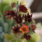 Fiore pianta grassa...(nn so il nome :-)


Attrezzatura: Nikon d5000 df 55mm f/10 t1/250