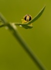 Nikon D90 + Tamron 90 f2,8 + remoto + tripode
f18 1/50 ISO 200
Foto HR: http://lh4.ggpht.com/__QciaCaXYGQ/TKiF0isVVzI/AAAAAAAAA-E/_LQClcyxol0/DSC_0569.jpg

Con questo scatto ho provato a fare un primo piano a questo piccolissimo insetto, peccato sia leggermente nascosto, nn potevo eliminare lo stelo altrimenti se ne volava via, critiche e consigli ben accetti.