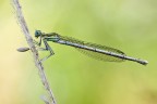 Damigella Damigella