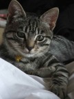 Micio Micio