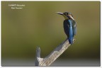 Martin pescatore (Alcedo atthis)-09/2010 Martin pescatore (Alcedo atthis)-09/2010