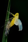Cicadella viridis Cicadella viridis