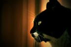 gatto colore gatto colore