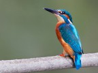 Martin pescatore comune (Alcedo atthis)