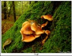 Funghi Funghi
