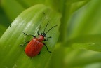 :::::BUG:::::: :::::BUG::::::