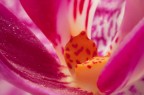 orchidea2 orchidea2
