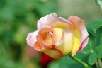 La Rosa 1 La Rosa 1