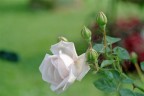 La Rosa 3 La Rosa 3