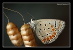 licaenide licaenide
