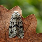 Falena Falena